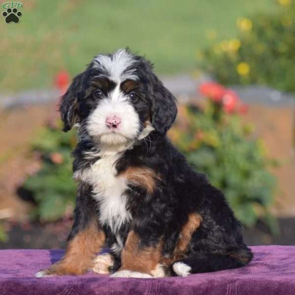 Cassidy, Mini Bernedoodle Puppy